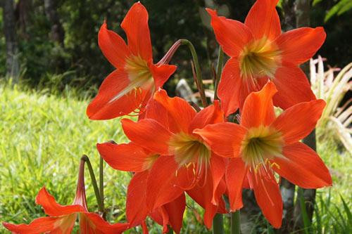 Những loại cây cảnh quen thuộc nhưng chứa nhiều độc tố ảnh 3 Ảnh minh họa