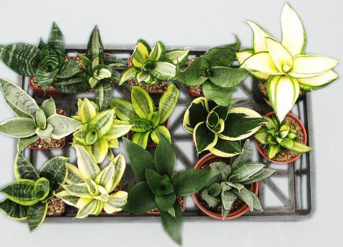 Khong can thuoc an than, 6 loai cay nay se giup ban ngu ngon suot dem