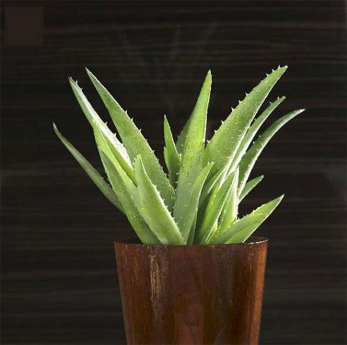 Khong can thuoc an than, 6 loai cay nay se giup ban ngu ngon suot dem