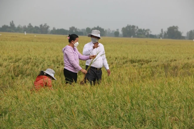 Đoàn công tác Sở Nông nghiệp và Phát triển Nông thôn tỉnh Long An kiểm tra muỗi hành trên cánh đồng huyện Tân Hưng. (Ảnh: Thanh Bình/TTXVN) Đoàn công tác Sở Nông nghiệp và Phát triển Nông thôn tỉnh Long An kiểm tra muỗi hành trên cánh đồng huyện Tân Hưng. (Ảnh: Thanh Bình/TTXVN)