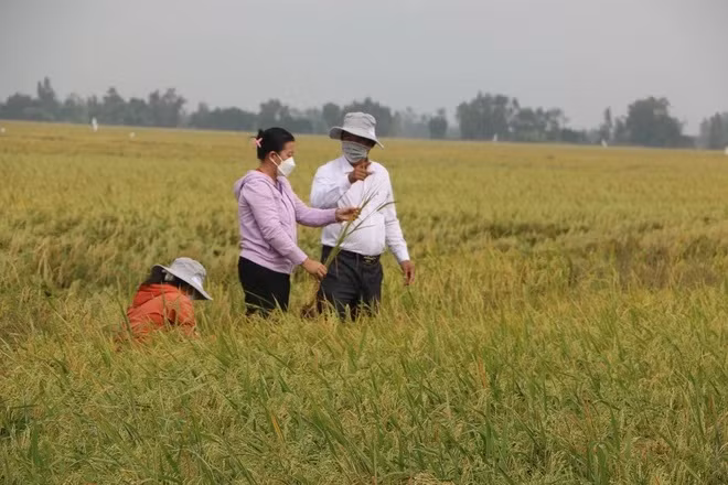 Đoàn công tác Sở Nông nghiệp và Phát triển Nông thôn tỉnh Long An kiểm tra muỗi hành trên cánh đồng huyện Tân Hưng. (Ảnh: Thanh Bình/TTXVN)