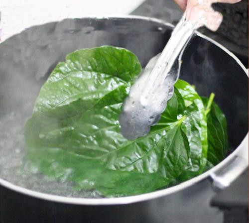 Biết được những tác dụng tuyệt vời này, bạn sẽ trồng ngay 1 cây lá lốt trong nhà ảnh 2 Biết được những tác dụng tuyệt vời này, bạn sẽ trồng ngay 1 cây lá lốt trong nhà ảnh 2