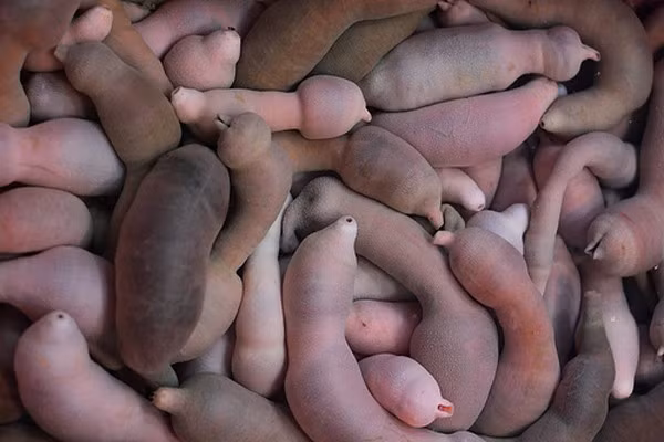 Cận cảnh loài “cá” anh em cười phá, chị em đỏ mặt!