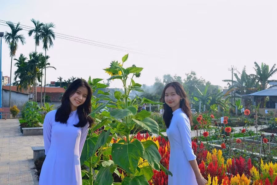 Ngoài trồng các loại rau, củ hữu cơ, một số nhóm học sinh chọn trồng các loại hoa như cúc, thược dược, hướng dương... để thực hiện dự án học tập.