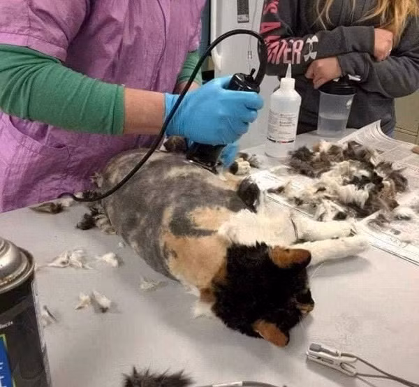 Phát hiện sinh vật như phim kinh dị, người đàn ông sốc khi đưa đến bác sĩ thú y ảnh 6