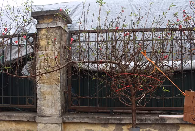 Với những cành đào Tết đẹp, dáng thế chuẩn có giá lên tới 1 triệu đồng