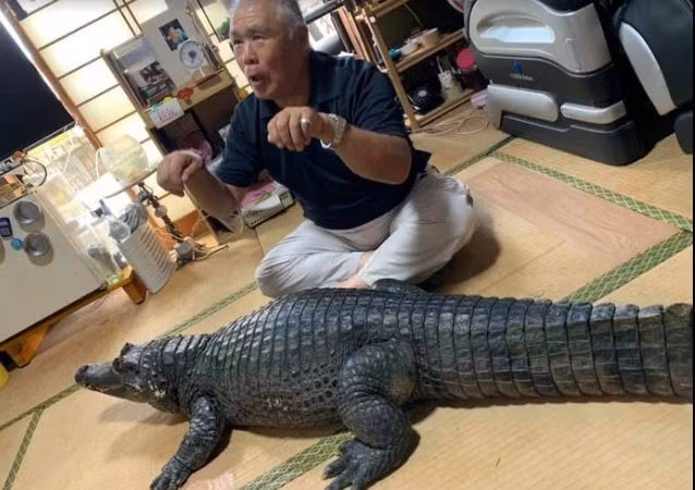 Nobumitsu Murabayashi và chú cá sấu cưng của mình.