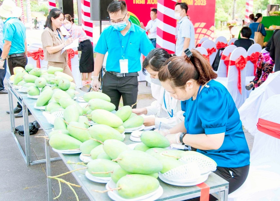 Sản phẩm xoài tượng sống da xanh dự thi. Sản phẩm xoài tượng sống da xanh dự thi.