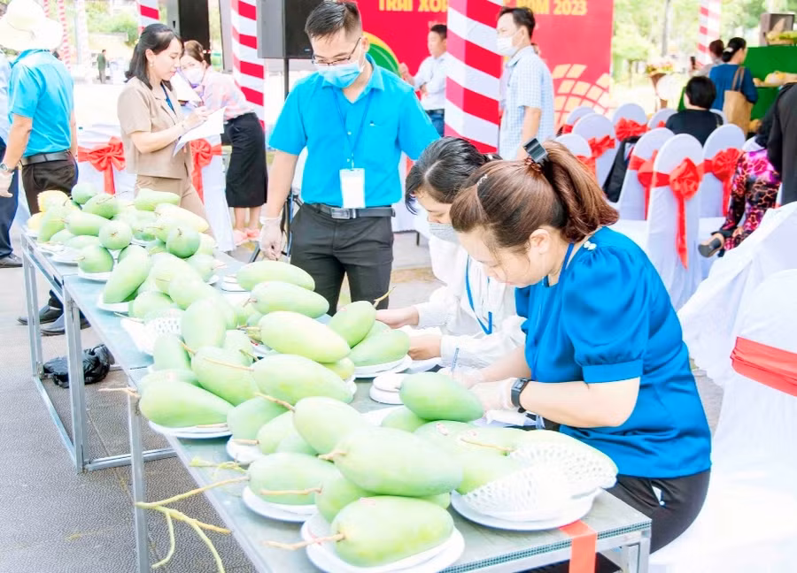 Sản phẩm xoài tượng sống da xanh dự thi.