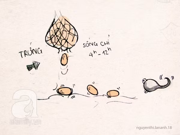 10 điều đặc biệt về trứng và ngày rụng trứng chị em cần biết 4