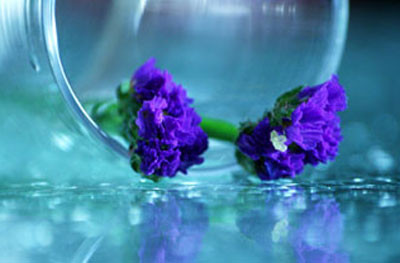 Bí mật khủng khiếp từ vết cắn lạ nơi bầu ngực vợ