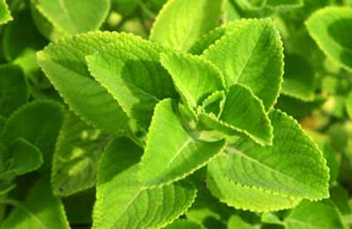 Trị ho dứt điểm cho bé bằng lá húng chanh - Ảnh 3