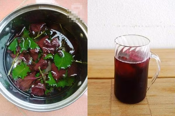 Nấu nước lá tía tô tươi với mật ong uống trước bữa ăn, điều 