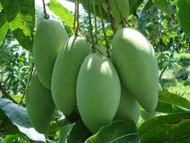 Muốn phòng bệnh lây nhiễm, ăn ngay 5 thực phẩm đứng đầu danh sách “dũng sĩ” diệt khuẩn