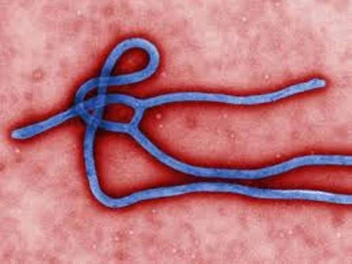 Virus Ebola
