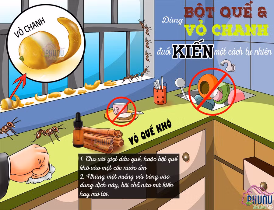 Làm sao để “tống cổ” kiến ra khỏi nhà nhanh và an toàn nhất? Hãy tham khảo các cách sau đây