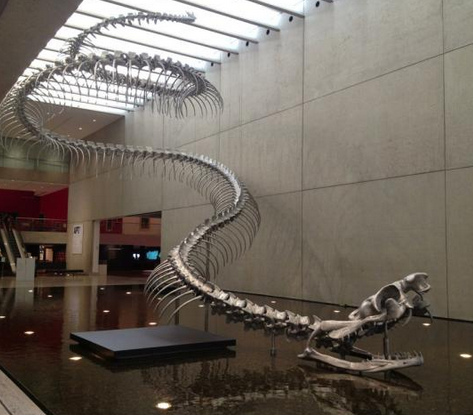 Sự thật về quái vật rắn khổng lồ Titanoboa có thể xơi tái cá sấu ảnh 2 Mô hình xương hóa thạch của Titanoboa