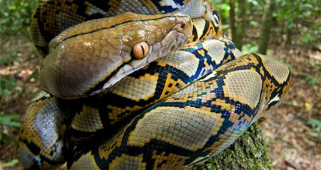 Sự thật về quái vật rắn khổng lồ Titanoboa có thể xơi tái cá sấu ảnh 5 Trăn gấm..