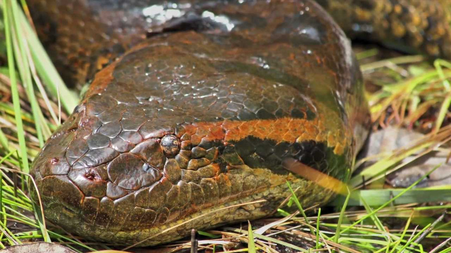 Sự thật về quái vật rắn khổng lồ Titanoboa có thể xơi tái cá sấu ảnh 6 ...và trăn anaconda xanh là 2 loài còn sống thuộc chi rắn khổng lồ nhất trên Trái đất hiện nay