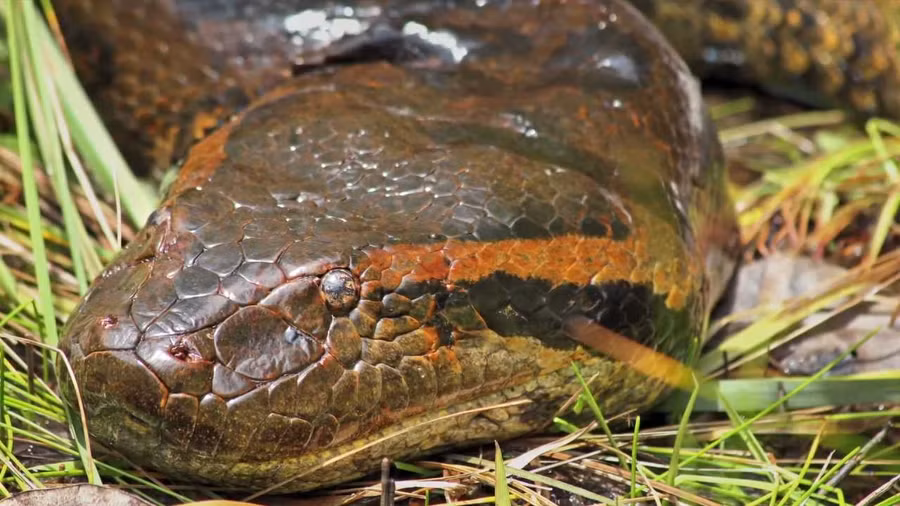 ...và trăn anaconda xanh là 2 loài còn sống thuộc chi rắn khổng lồ nhất trên Trái đất hiện nay