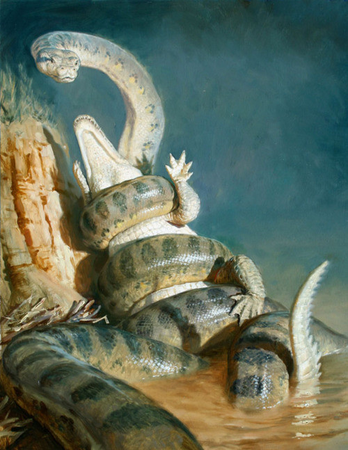 Sự thật về quái vật rắn khổng lồ Titanoboa có thể xơi tái cá sấu ảnh 4 Titanoboa có thể ăn cá sấu khổng lồ một cách dễ dàng