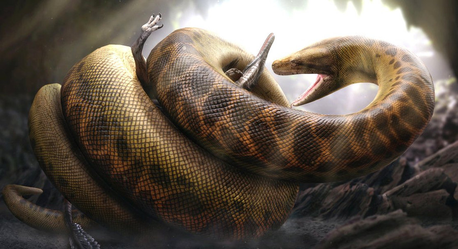 Sự thật về quái vật rắn khổng lồ Titanoboa có thể xơi tái cá sấu ảnh 3 Quái vật Titanoboa có thể ăn nhiều loài động vật khổng lồ khác
