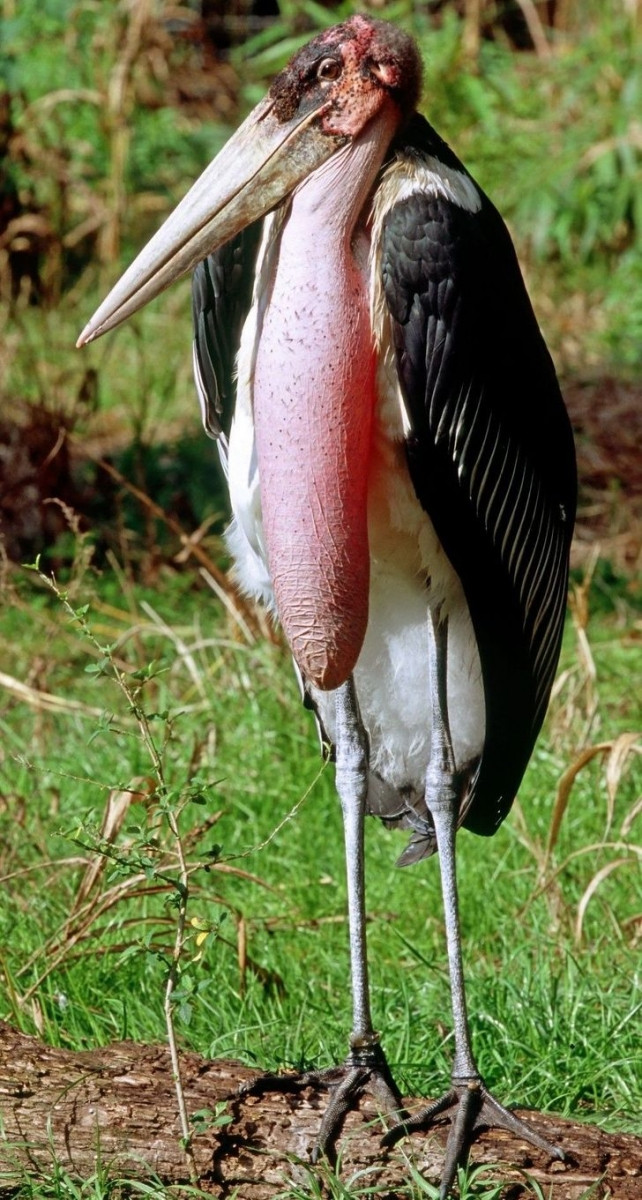 Cò Marabou là một loài chim lội lớn trong họ Hạc. Nó là loài ở châu Phi phía nam sa mạc Sahara, trong môi trường sống ẩm ướt và khô cằn, thường gần sống của con người, đặc biệt là bãi rác. Đôi khi nó được gọi là &quot;người tổ chức tang lễ&quot; do bề ngoài của nó