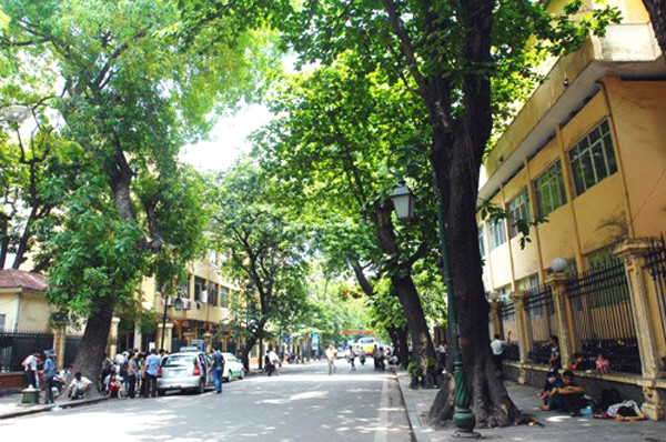 Những hàng cây tuyệt đẹp ở Hà Nội sắp chỉ còn trong ký ức? ảnh 11 cay-8-quynh-anh-7843-1426759563.jpg