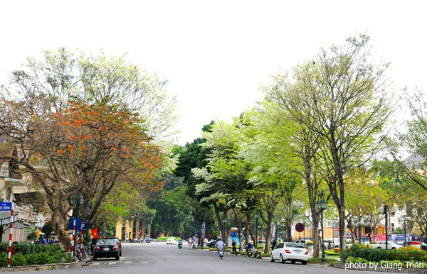 Những hàng cây tuyệt đẹp ở Hà Nội sắp chỉ còn trong ký ức? ảnh 5 cay7-7499-1426759562.jpg