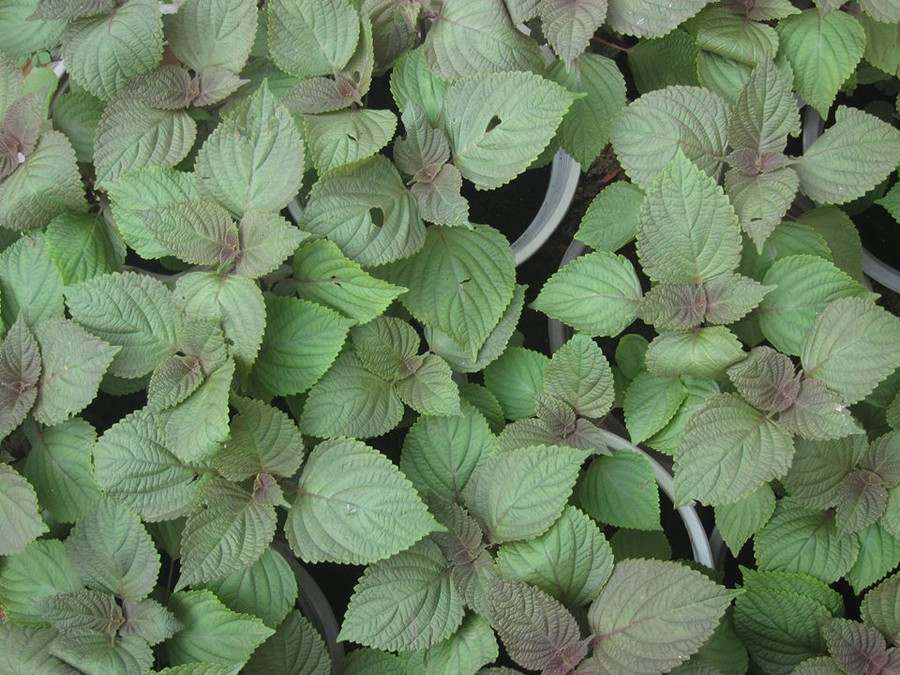 Chữa mụn thịt bằng lá tía tô là phương pháp dân gian được nhiều chị em áp dụng. trị mụn thịt