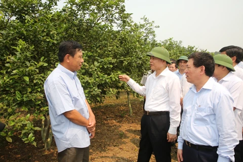 Phó Thủ tướng Vũ Văn Ninh thăm mô hình sản xuất gắn với bảo vệ rừng ở xóm 8 xã Nam Giang, huyện Nam Đàn. Ảnh: VGP