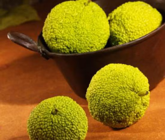 4. Quả sa kê: Quả sa kê có một mùi hương mạnh đến nỗi loài gián phải tránh xa. Chỉ cần đặt một vài quả sa kê vào những nơi gián thường đến, ngôi nhà sẽ không chỉ có mùi thơm dễ chịu mà còn có thể đuổi loài gián hiệu quả.