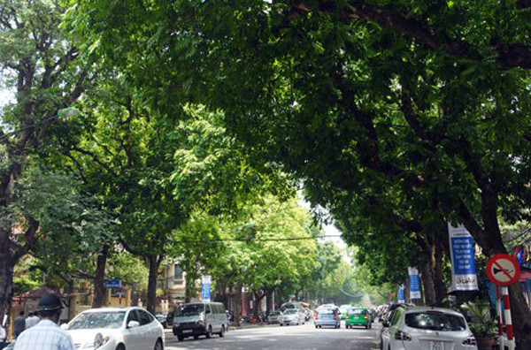Những hàng cây tuyệt đẹp ở Hà Nội sắp chỉ còn trong ký ức? ảnh 9 cay-9-tran-hung-dao-quynh-a-1860-1426759