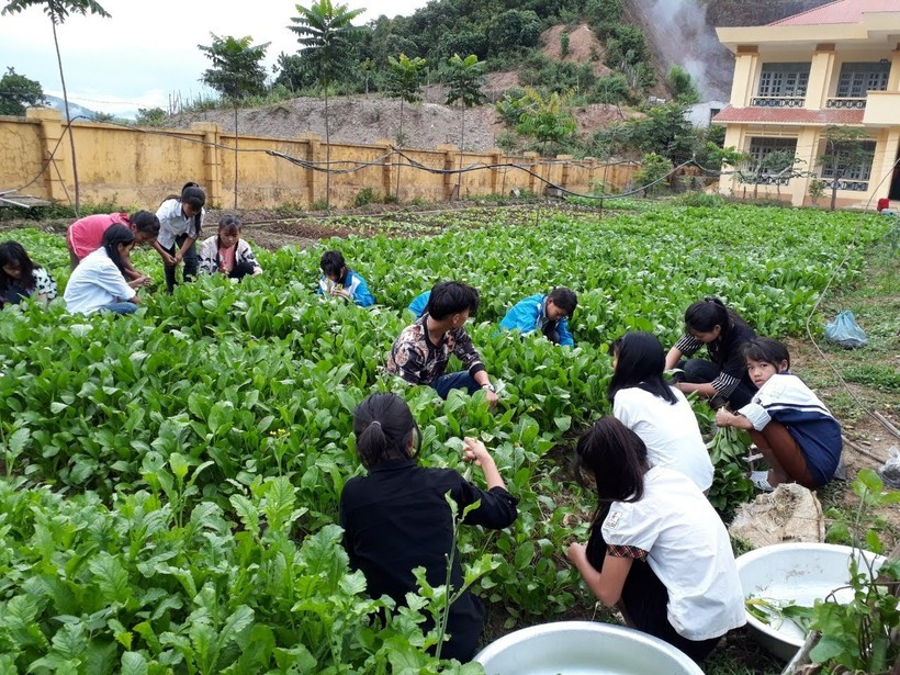 Học sinh Trường Phổ thông dân tộc bán trú THCS Nậm Pì tăng gia trồng rau để bổ sung thêm thực phẩm. Ảnh: Thuận Thiên.