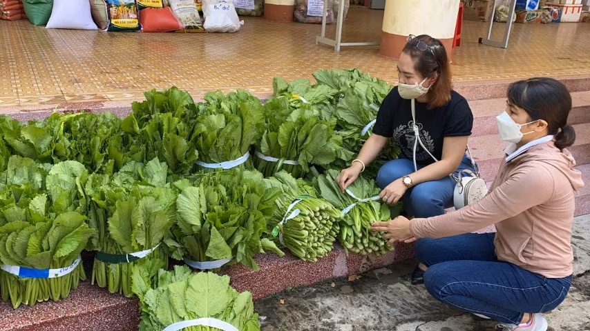 Những bó rau tươi, sạch do thầy, cô giáo tăng gia sau giờ dạy sẽ được chuyển đến bà con vùng tâm dịch phía Nam. Ảnh: TG