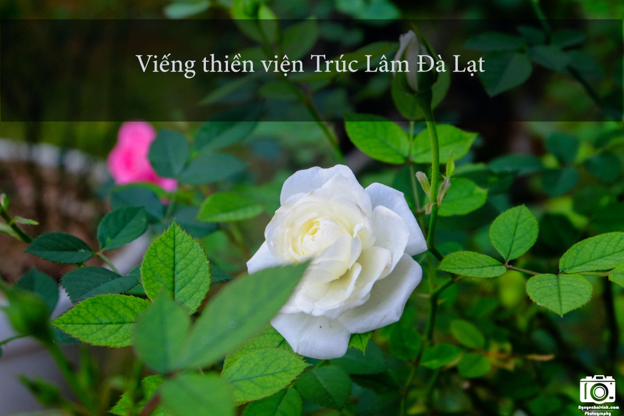 Thiền viện có kiến trúc rất đẹp và cổ kính, nằm lọt thỏm trong những cánh rừng thông xanh mát. Khuôn viên thiền viện trồng rất nhiều loài hoa đẹp và đặc trưng của Đà Lạt như hoa móng rồng, hoa cẩm tú cầu, hoa hồng… Thiền viện có kiến trúc rất đẹp và cổ kính, nằm lọt thỏm trong những cánh rừng thông xanh mát. Khuôn viên thiền viện trồng rất nhiều loài hoa đẹp và đặc trưng của Đà Lạt như hoa móng rồng, hoa cẩm tú cầu, hoa hồng…