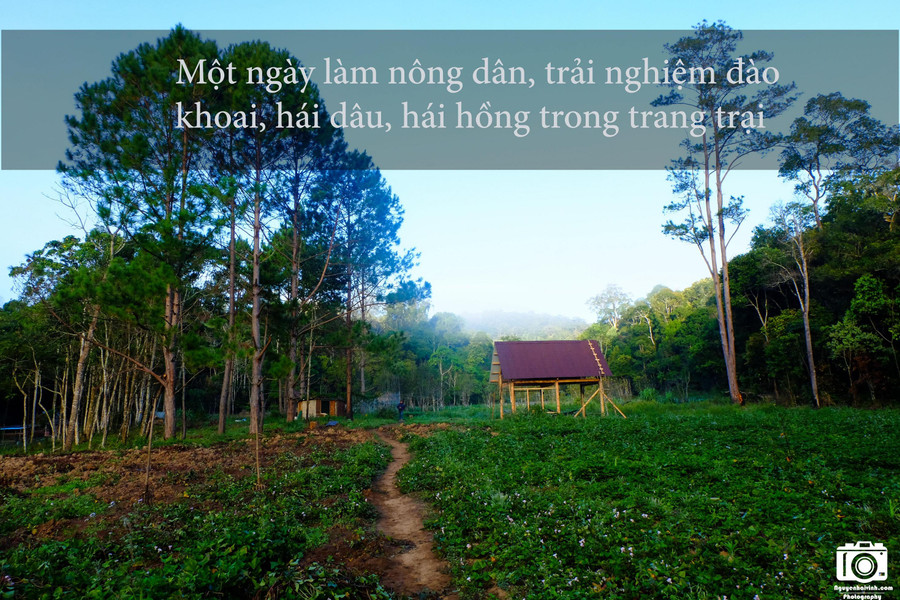 Khu vực chúng tôi cắm trại là một nông trại của người dân. Họ trồng cả khoai lang, dâu, hồng để du khách có thể trải nghiệm cảm giác một ngày làm nông dân. Khu vực chúng tôi cắm trại là một nông trại của người dân. Họ trồng cả khoai lang, dâu, hồng để du khách có thể trải nghiệm cảm giác một ngày làm nông dân.