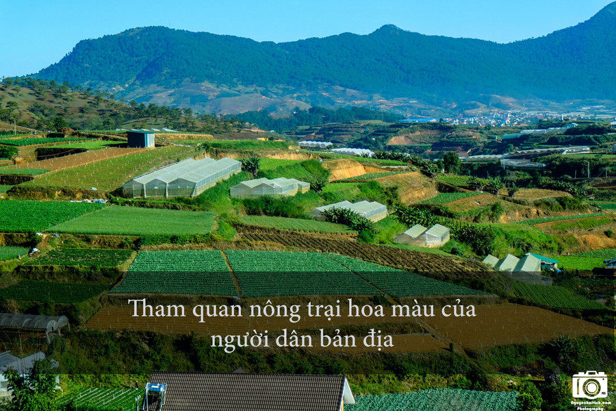 Vùng ngoại ô Đà Lạt có rất nhiều trang trại trồng rau, hoa màu của người dân bản địa. Du khách có thể xin chủ trang trại vào tham quan, chụp hình. Người dân ở đây rất dễ gần và mến khách. Vùng ngoại ô Đà Lạt có rất nhiều trang trại trồng rau, hoa màu của người dân bản địa. Du khách có thể xin chủ trang trại vào tham quan, chụp hình. Người dân ở đây rất dễ gần và mến khách.