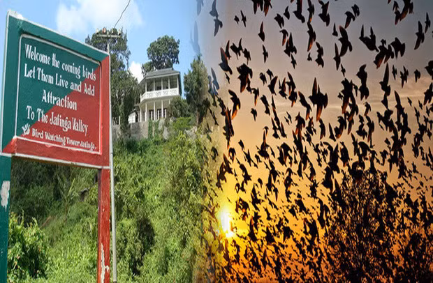 Cho đến ngày nay, hiện tượng này vẫn là một câu hỏi vẫn chưa có lời giải đáp, thách thức nghiên cứu của tất cả các nhà điểu học uy tín tại Ấn Độ.