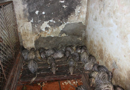 Nhiều cá thể hoãng dã được tìm thấy tại lò mổ. Ảnh: Trung tâm Giáo dục Thiên nhiên