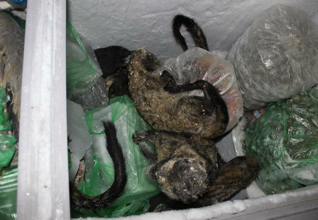 Một số con vật đã bị chết và cho vào tủ đông lạnh để bảo quản. Ảnh: Trung tâm Giáo dục Thiên nhiên