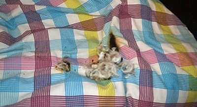 Thiệt hại nơi chiếc giường ngủ nơi vụ cháy xảy ra