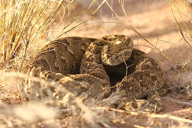 Đây là “cỗ quan tài” gây kinh hãi nhất của người châu Phi ảnh 3