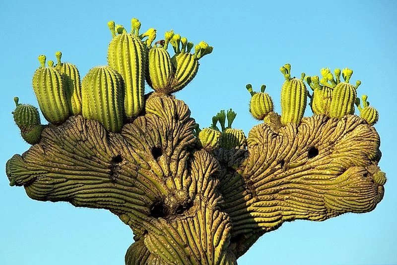 Xương rồng Saguaro – gã khổng lồ trên sa mạc