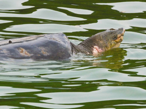 Họ hàng rùa Hồ Gươm đang ở đâu? ảnh 1