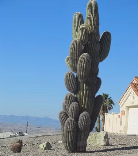 Xương rồng Saguaro – gã khổng lồ trên sa mạc - Ảnh 10