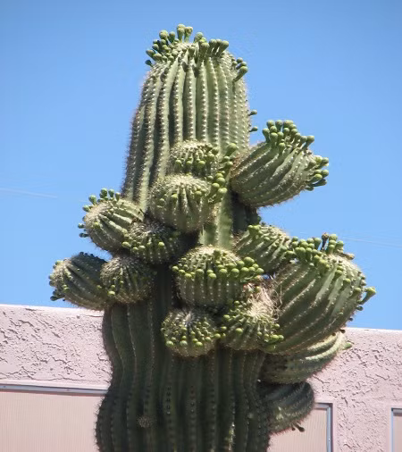 Xương rồng Saguaro – gã khổng lồ trên sa mạc - Ảnh 11