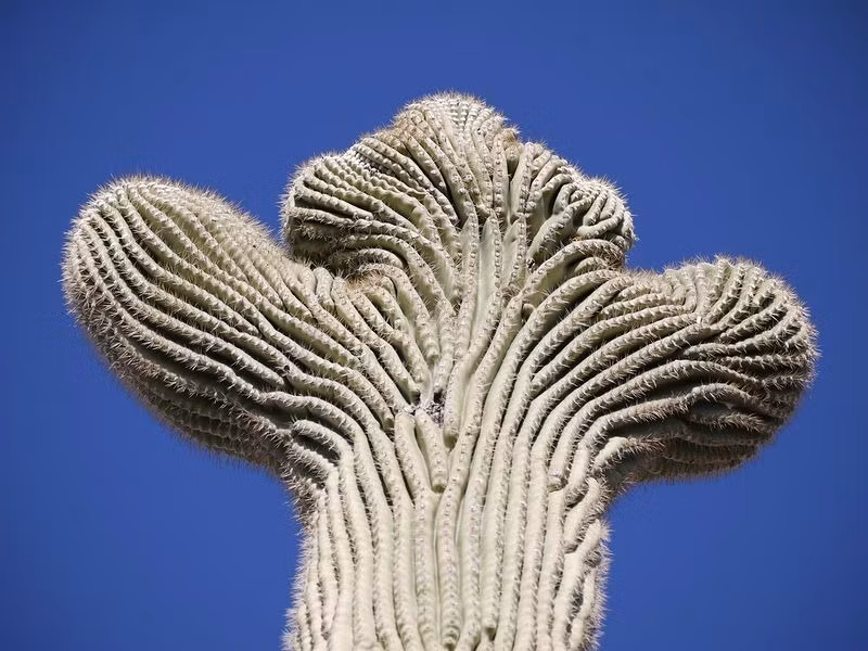 Xương rồng Saguaro – gã khổng lồ trên sa mạc - Ảnh 4