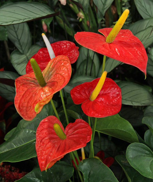 hồng môn hồng môn