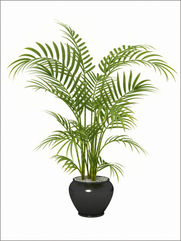 cọ cọ